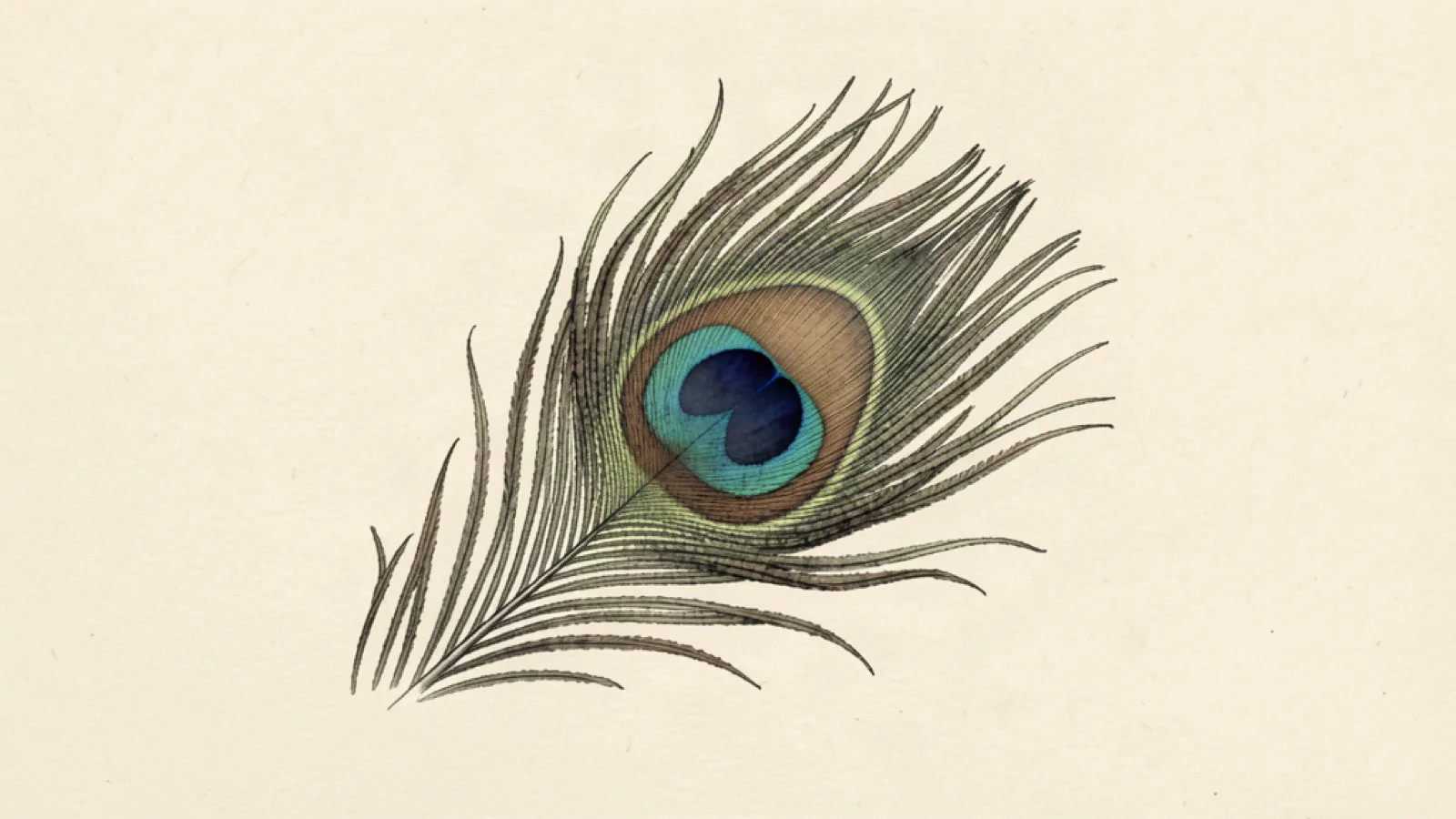 Ink study of a single peacock feather eye