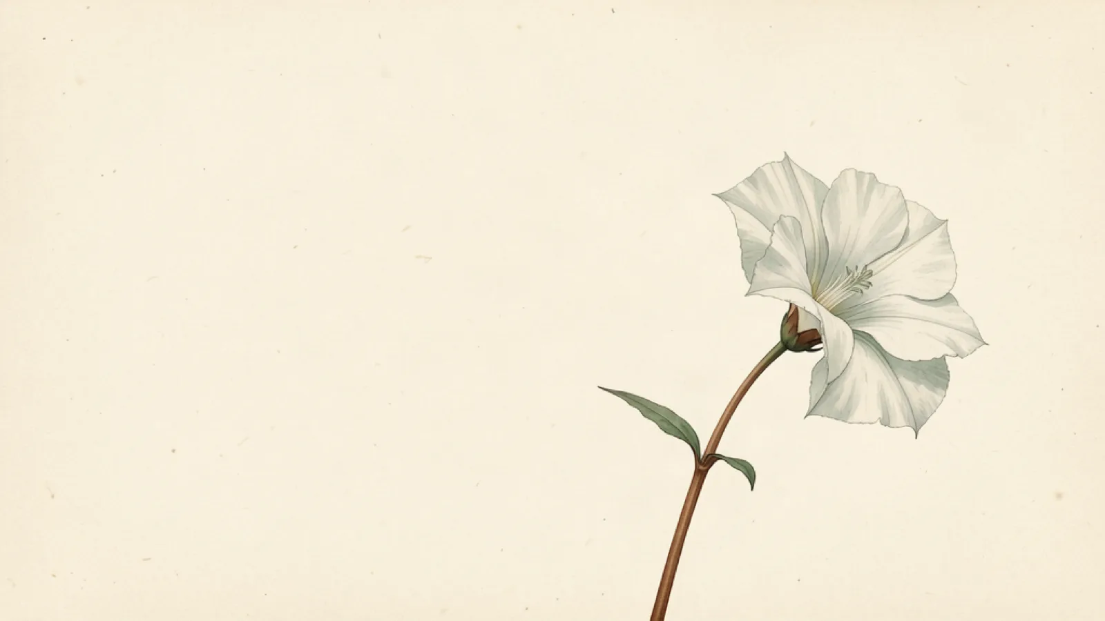 Ink and wash study of a single white datura flower
